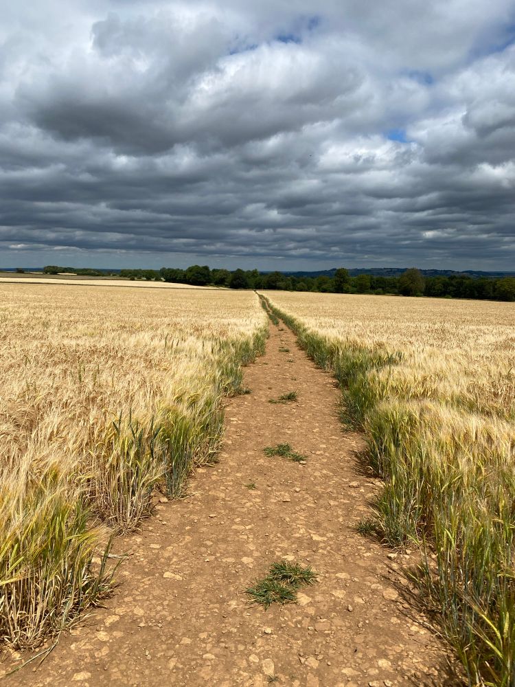 A picture of endless wheat field and a walking path that cuts through the middle of it