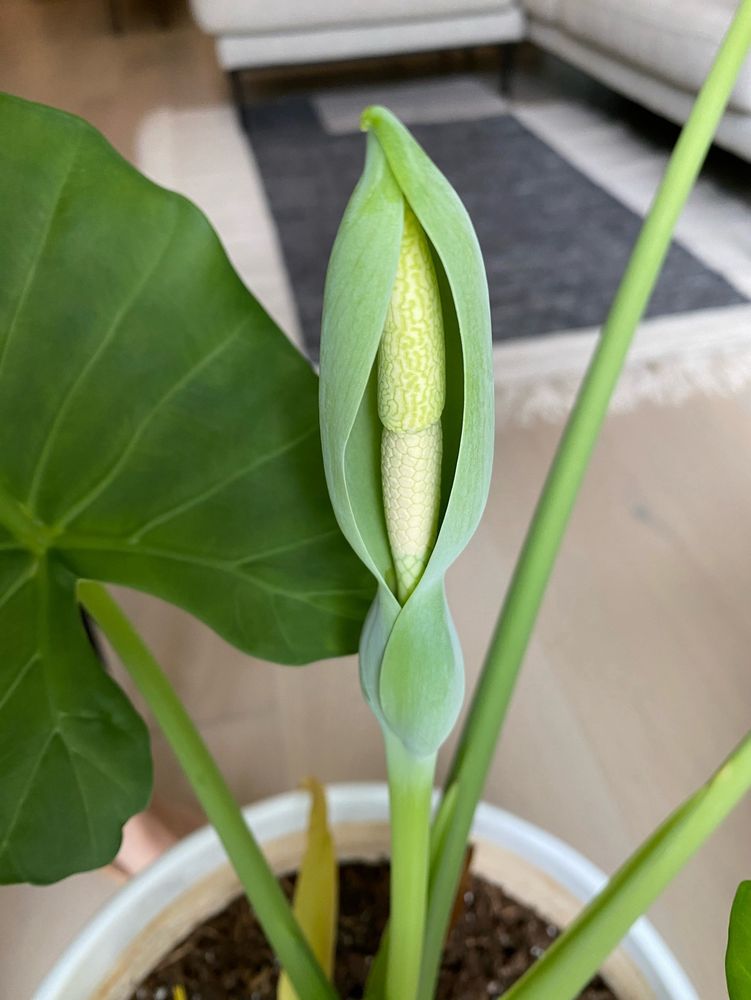 Flower of a elephant ear, with green outer shell and a honeycomb texture inside