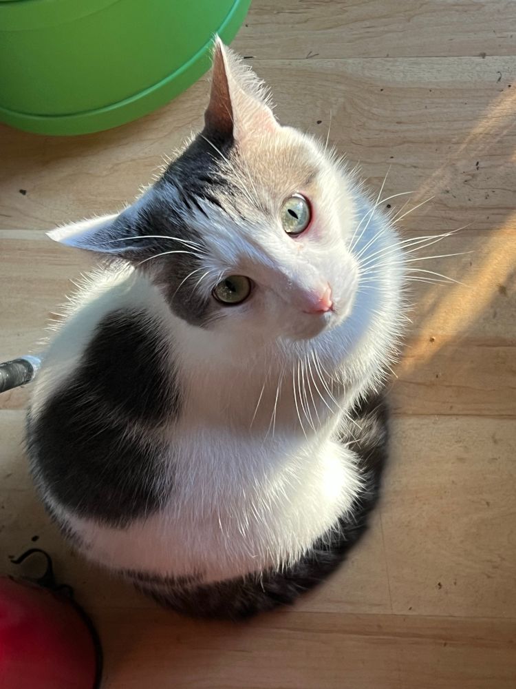 A white and grey cow patterned kitty poses in a shaft of sunlight, displaying his perfect white whiskers and ballet pink nose. He has green eyes.