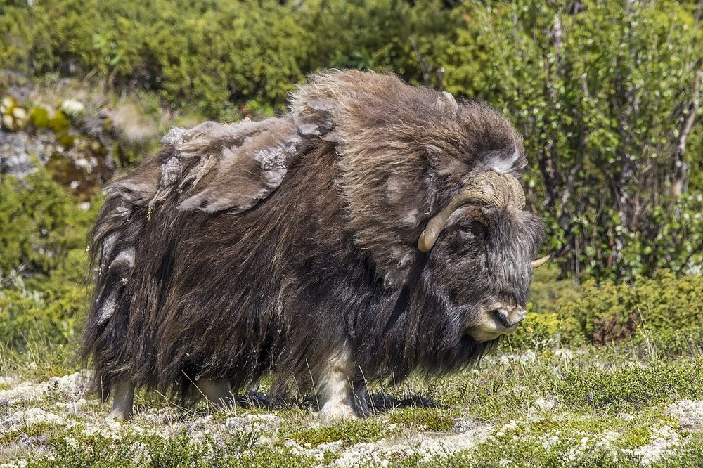 A picture from Wikipedia of a male Muskox in Dovrefjell National Park, Norway. He resembles an small ox, and his features appear comically large for his body.