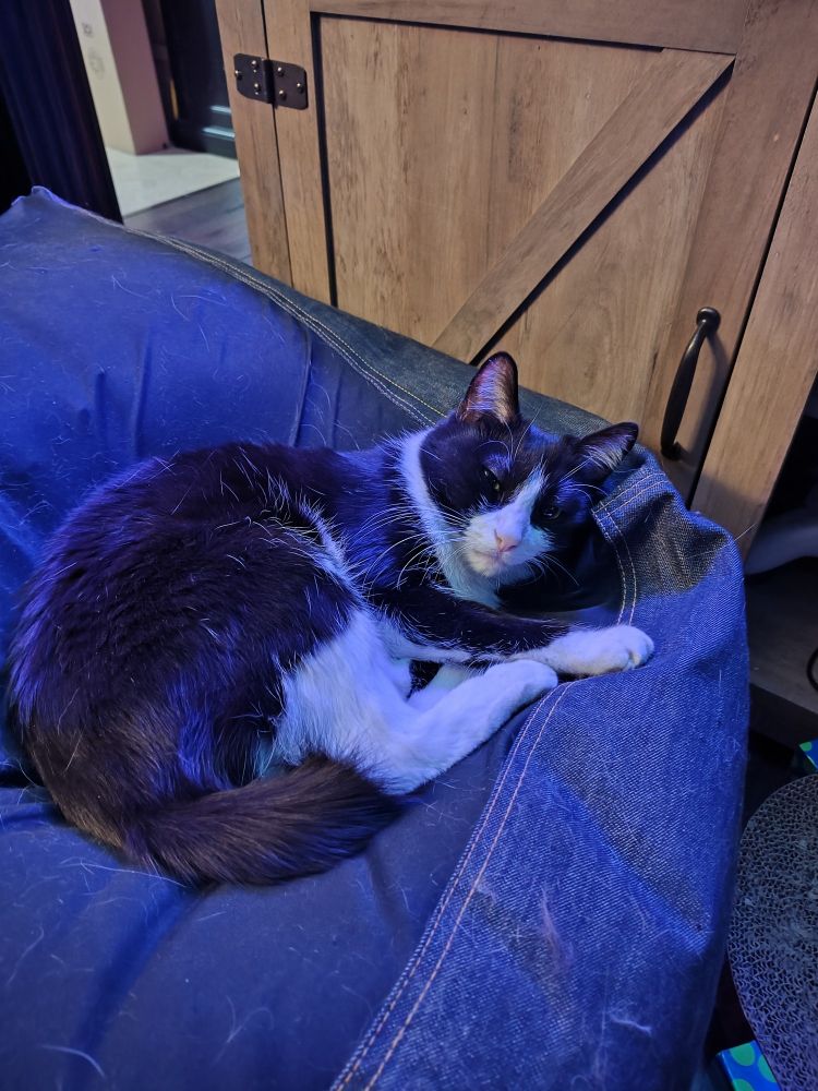 Black and white cat sitting on a bean bag chair and giving a condescending stare.