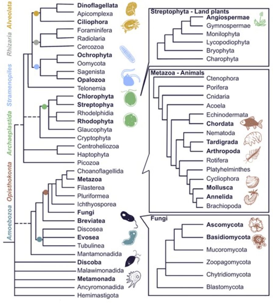 Lessons from Extremophiles: Functional Adaptations and Genomic Innovations across the Eukaryotic Tree of Life