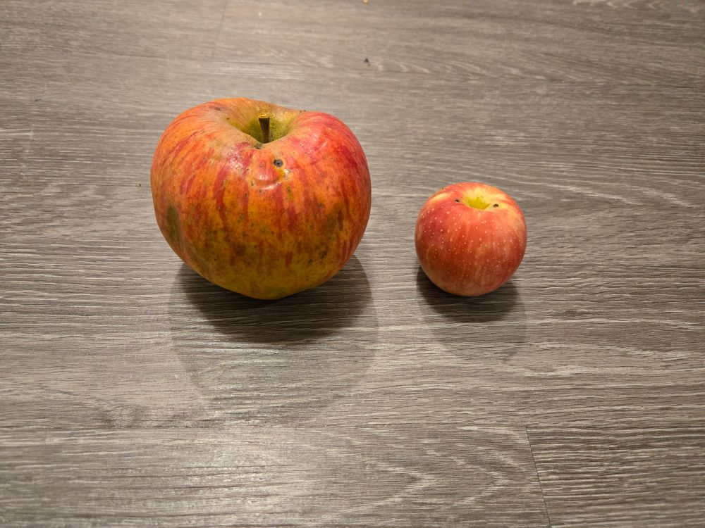 Two tasty apples of wildly different sizes