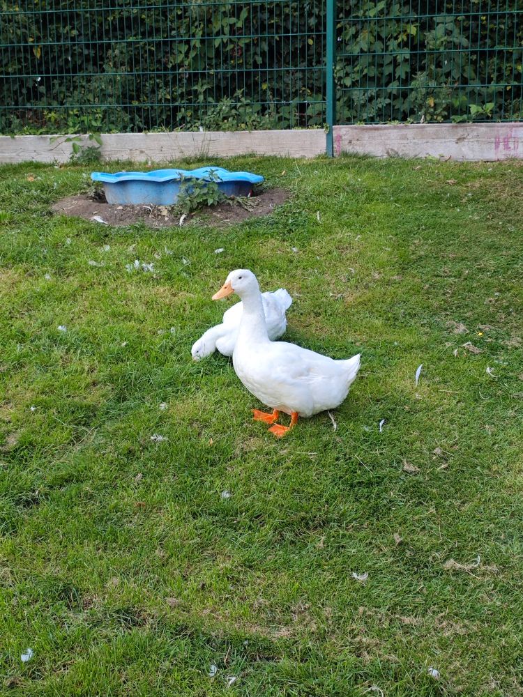 Photo of 2 ducks 