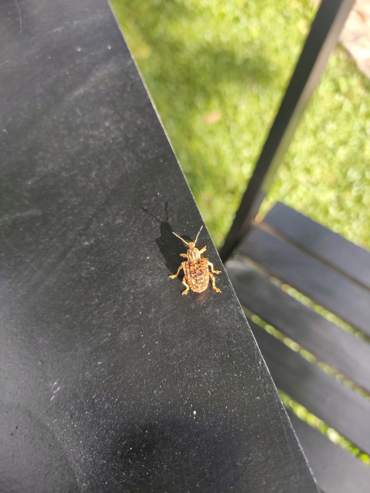 Mesa e cadeira de madeira na cor preta. Sobre a mesa um tipo de besouro de cor marrom.
