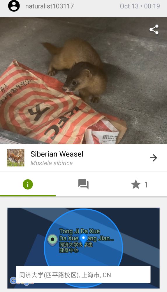 inaturalist post - siberian weasel eating kfc in shanghai 