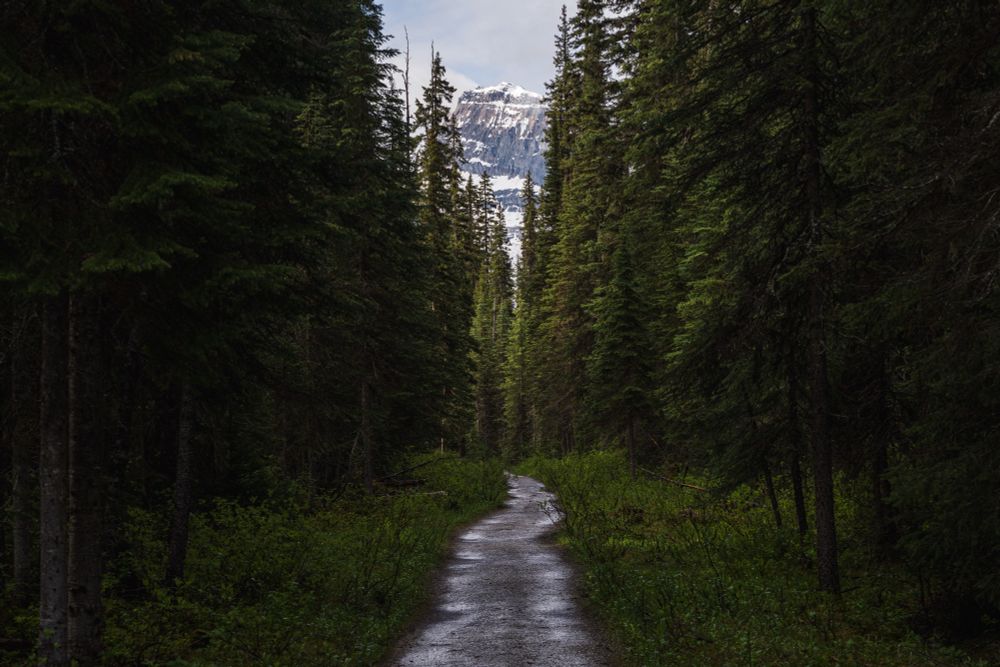 Looking down a wet, wooded trail at a snow covered mountain in the background.