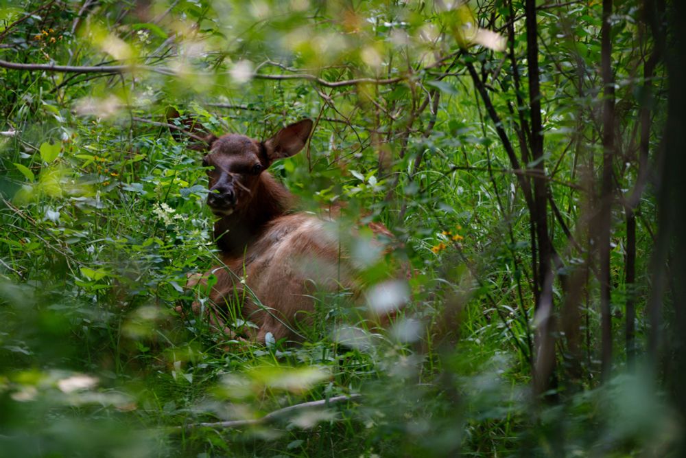 An elk laying down in a forest.