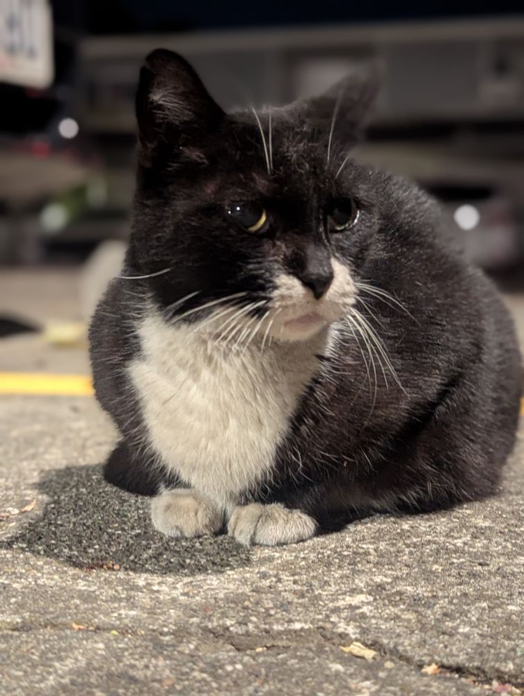 A round tuxedo cat with big eyes.