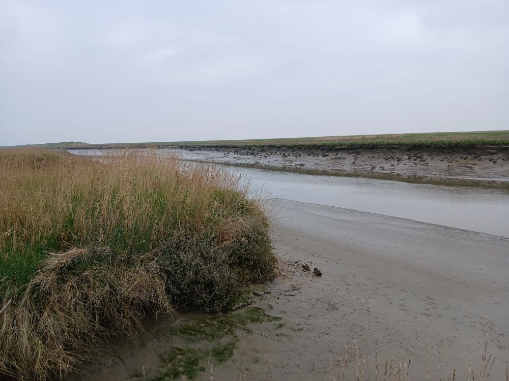 Wattenmeer. Ausschnitt mit Gräsern im Vordergrund.