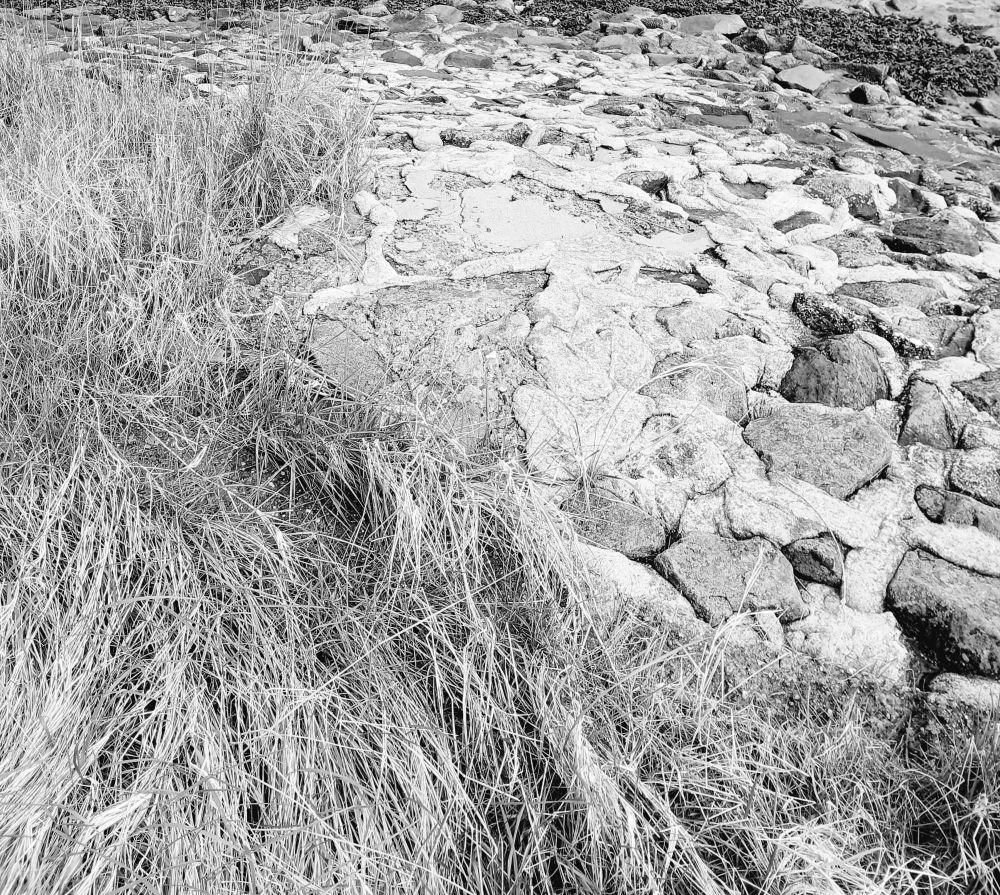 Gräser, Tang und Steine in Graustufen
