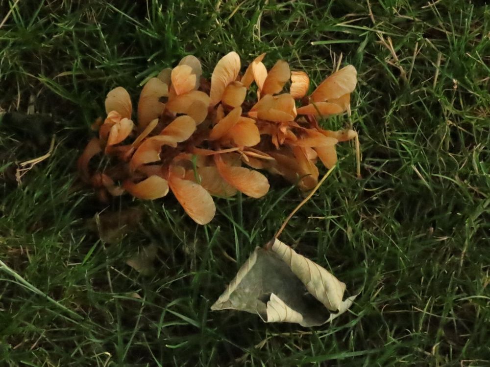 Picture of a few leaves laying on the grass. The leaves lost some of its colour but still look like the recently fell from the tree.