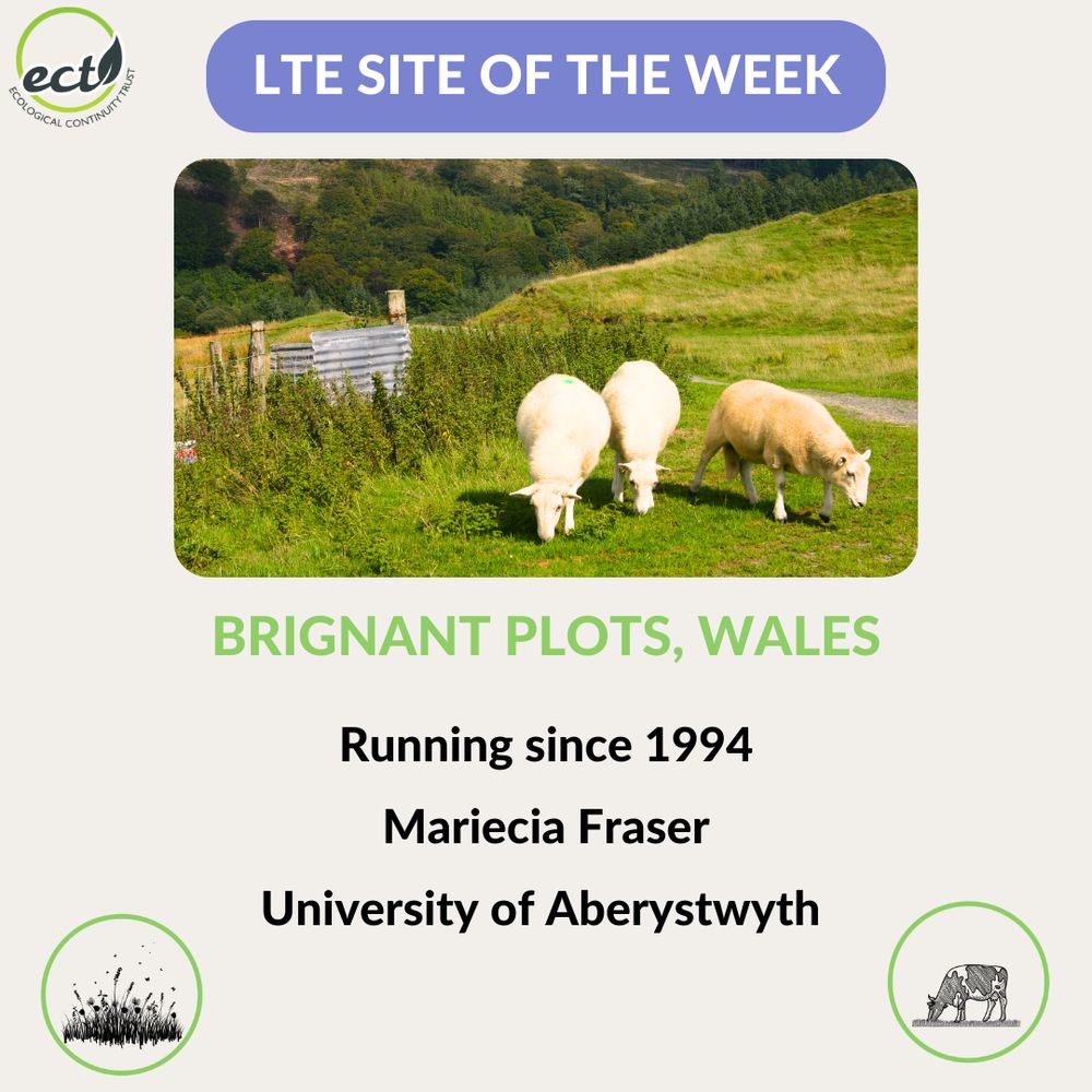 Text: LTE Site of the Week-Brignant Plots, Wales. Photo of 3 sheep grazing. Text: Running since 1994, Mariecia Fraser, University of Aberystwyth. University. Icons for grassland and grazing. 