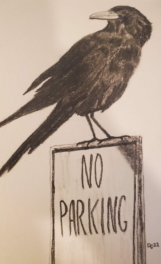 Crow perched on a no parking sign. Charcoal on paper