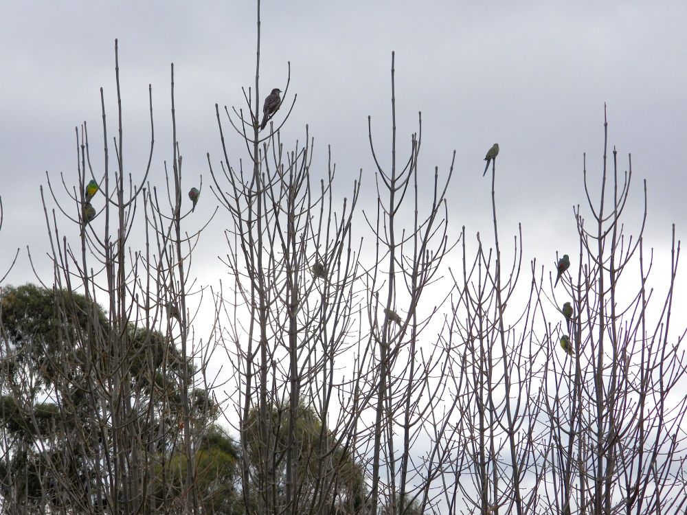 Another party nearby of red-rumped parrots and one red wattlebird.