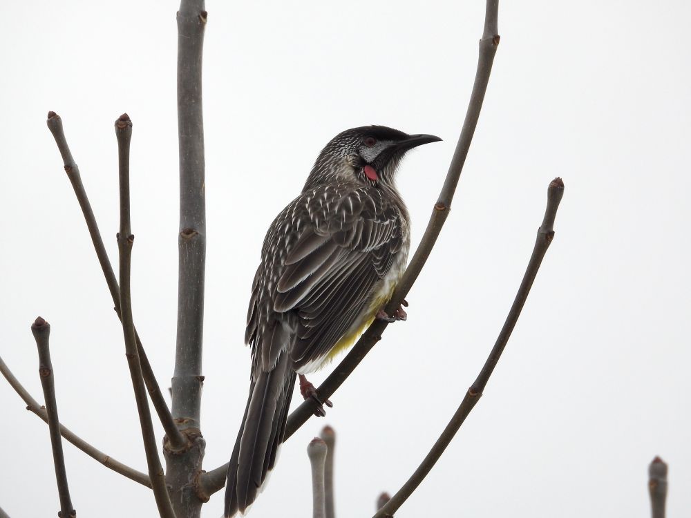 A Red Wattlebird (yes it’s mostly black, white and grey)