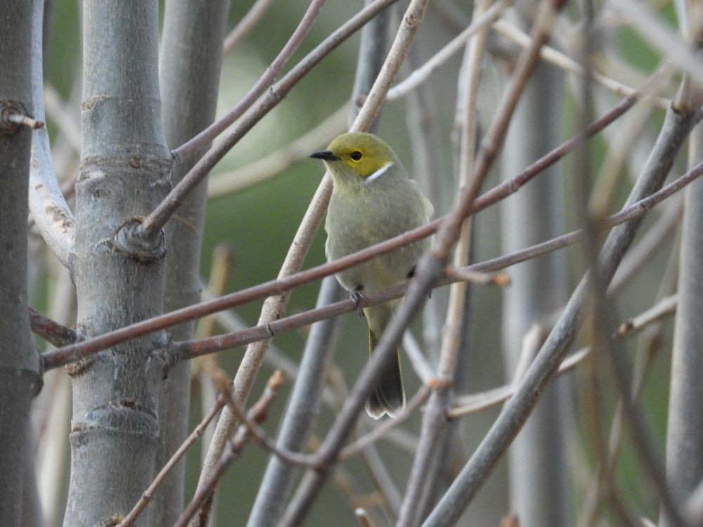 A white-plumed honeyeater 