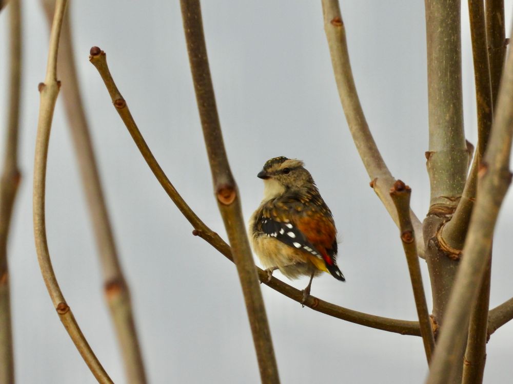 A Spotted Pardalote