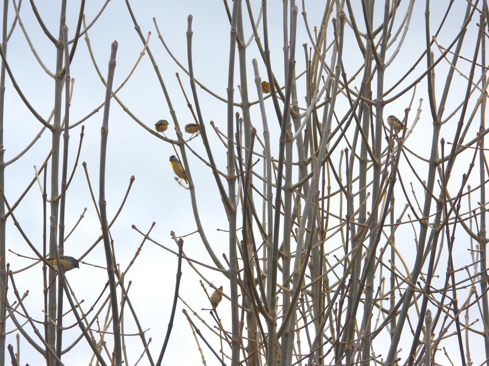 A party of spotted Pardalote 