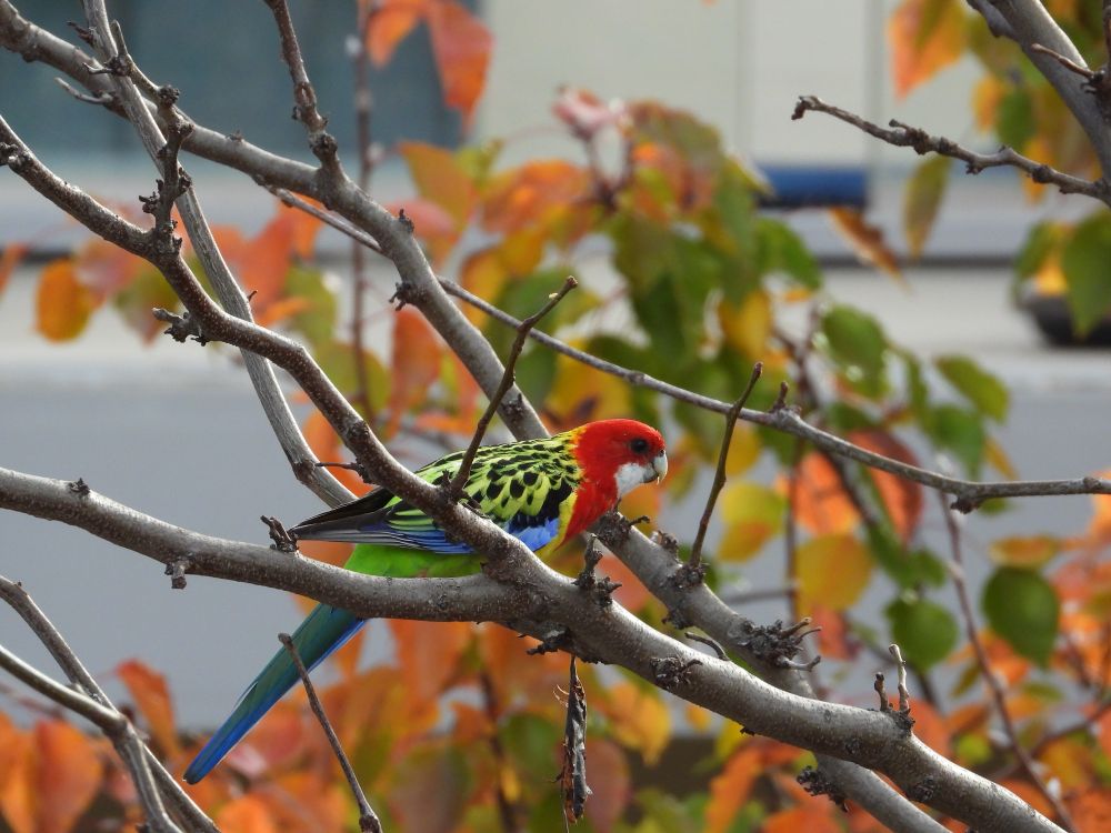 An eastern rosella