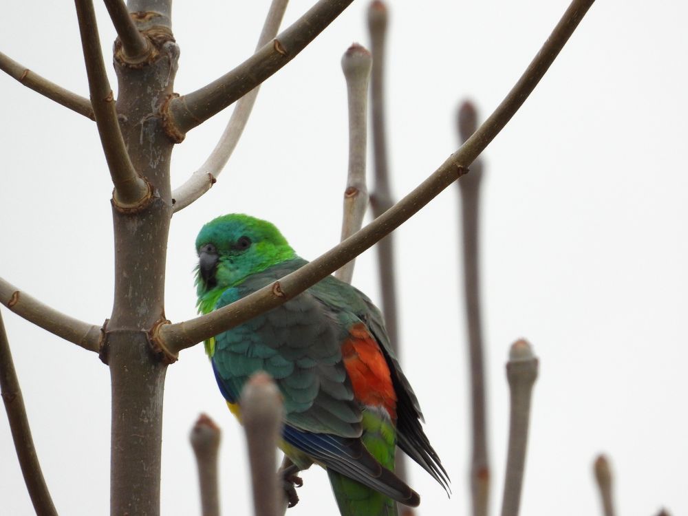 A red-rumped parrot