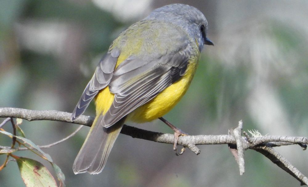 An Eastern Yellow Robin