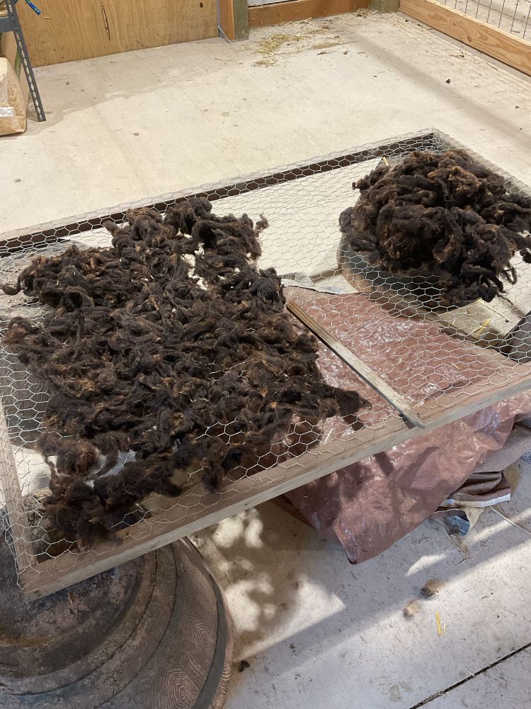 Photo of a makeshift chicken wire drying rack half covered in wet, dark brown wool and half with dry dark brown wool