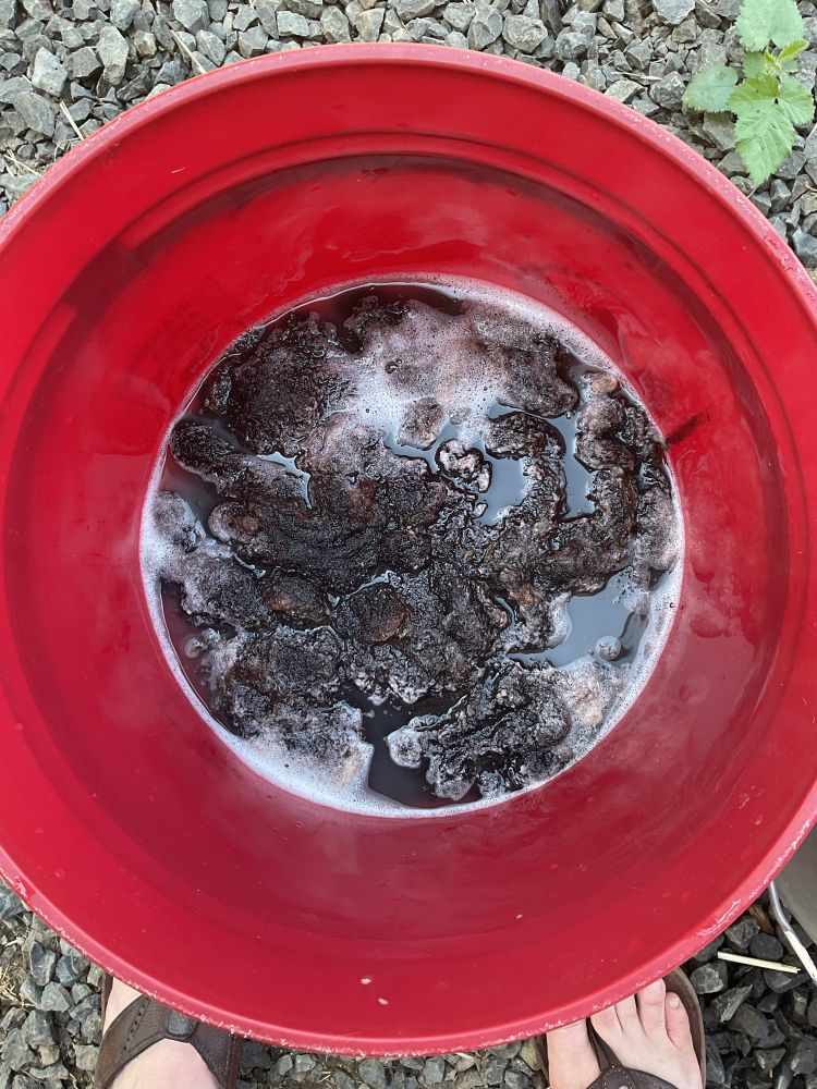 Photo of a red bucket half full of slightly soapy water and dark brown wool