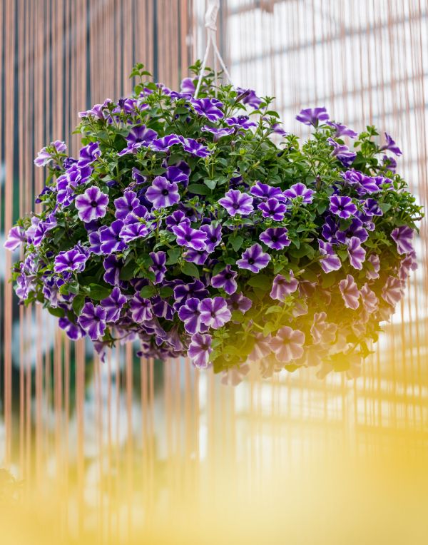 Purple sarfinia flowers in a hanging pot.