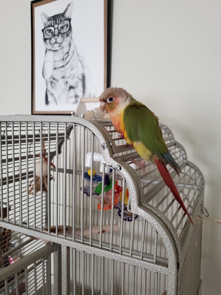 Pineapple green cheek conure (green wings, red and yellow belly, red tail) sitting on a bird cage. In the background is a picture of a cat wearing hipster glasses and holding a computer mouse in its mouth.
