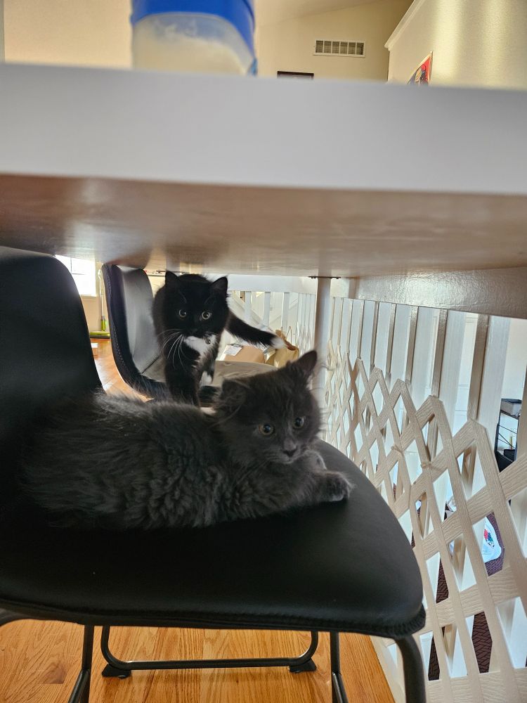 Two kittens sitting on black chairs underneath a white table. There's a tuxedo kitty in the back (black with white chest, socks, and tail tip), and a gray kitty in the front. THEY ARE SO CUTE.