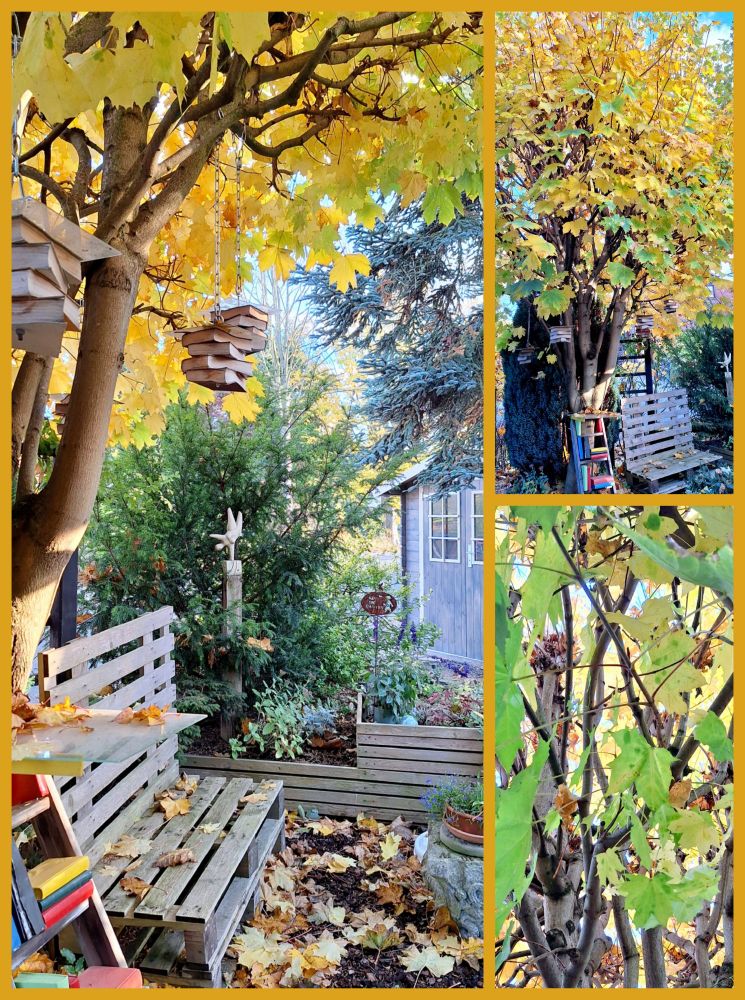 Collage aus drei herbstlichen Fotos mit Ansichten aus dem Garten der Bücher rund ums BücherTauschHaus. Zu sehen ist ganz viel goldgelbes Ahornlaub, aber auch verwitterte Palettenmöbel, Pflanzen, bunt bemalte Bücher.