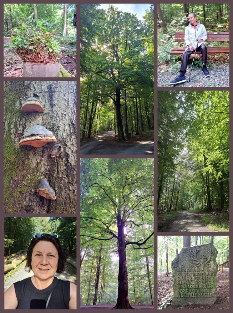 Collage mit allem Mann mit Stock auf einer Waldbank, mehrere Waldbilder mit Buchen, Röckchenpilze am Stamm, Gedenkstein, Selfie mit Sonnenbrille. 