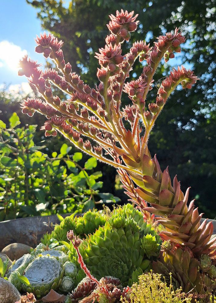 Blühende rosa Sukkulenten und Moos im Gegenlicht. 