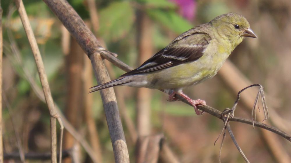 small yellow songbird with brown and white wings sits on a branch