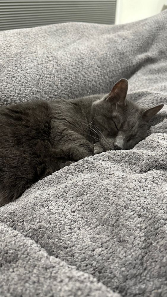 picture of my cat flynn, the bestest boy, snuggled up to me sleeping