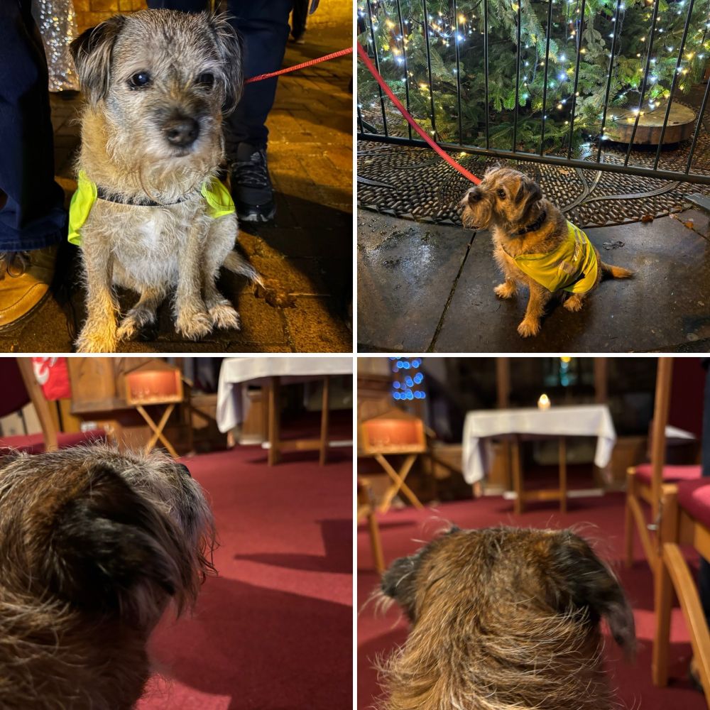 A border terrier wearing a fluorescent jacket sat beside a Christmas tree and inside a church 