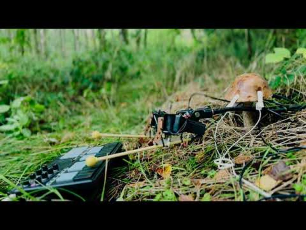 Mushroom in the Wild Playing Keyboard