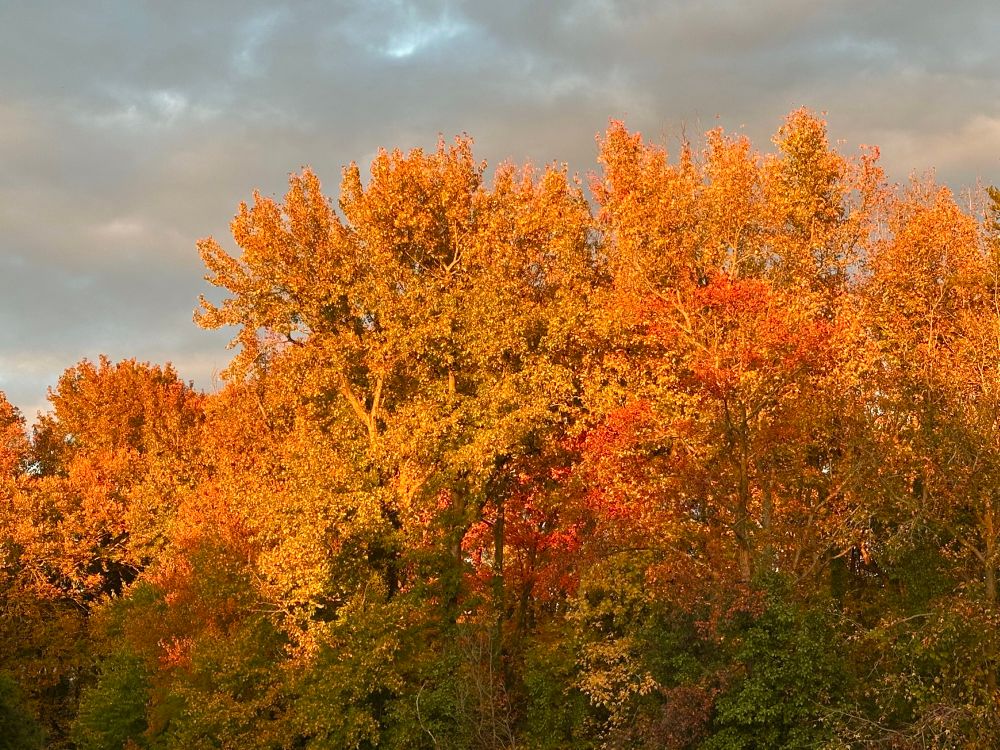 Photo of a bunch of tall trees turning fall colors. Light from the setting sun is hitting the tops of the trees, turning them a bright shade of gold. 