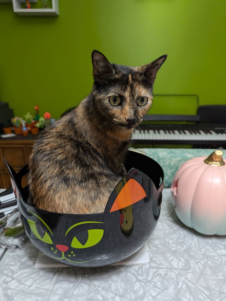 Small tortoiseshell cat sitting in a black bowl with a cat face