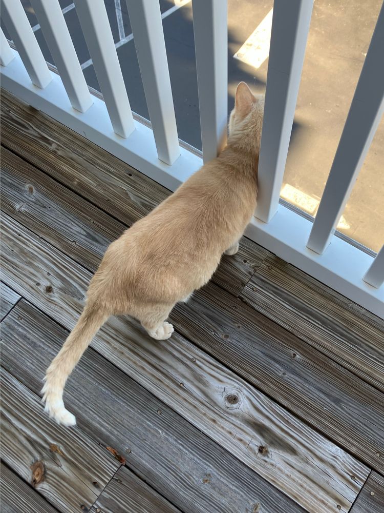 Kitty sticking her head through the railing to better check out the neighborhood.