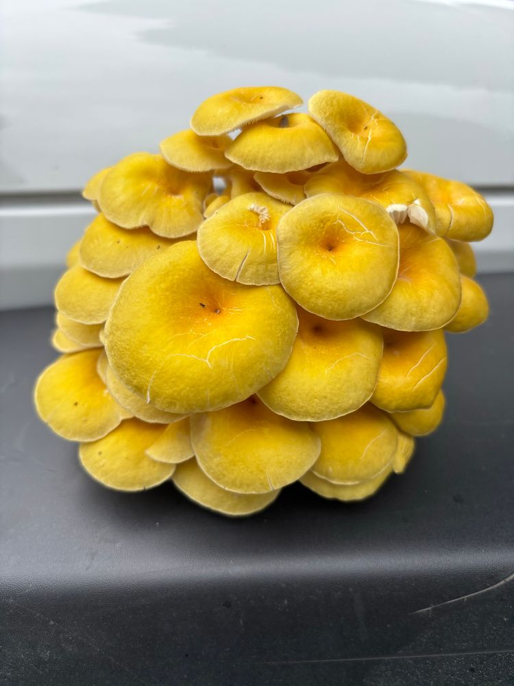 A cluster of Yellow/Golden Oyster mushrooms close up