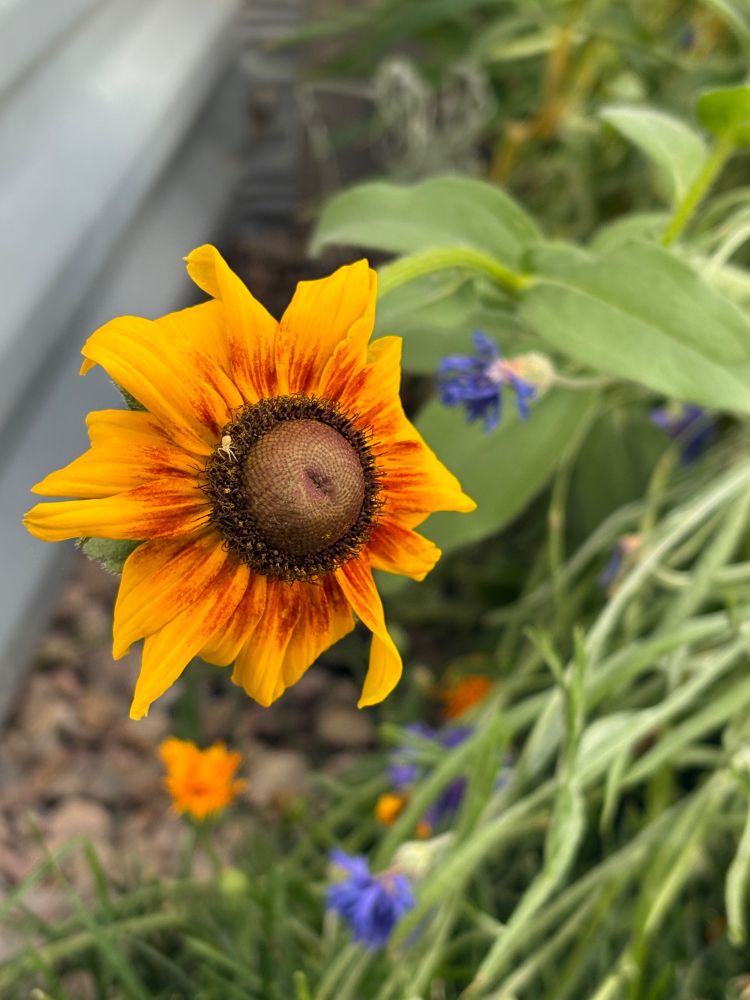Orange coneflower