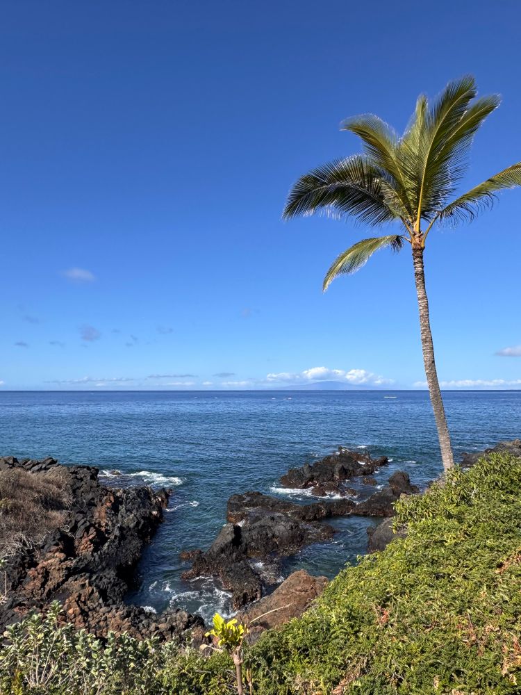 Lone palm tree with rocky shore and blue skies 