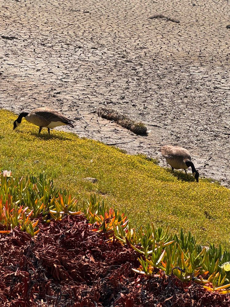 Canada Geese pecking on yellow flowers