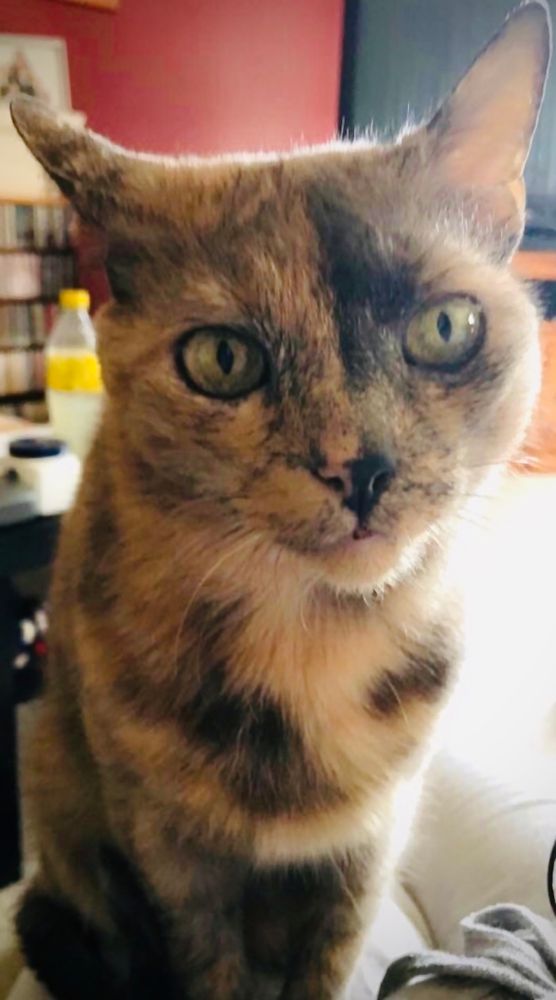 Moth the tortoise shell cat