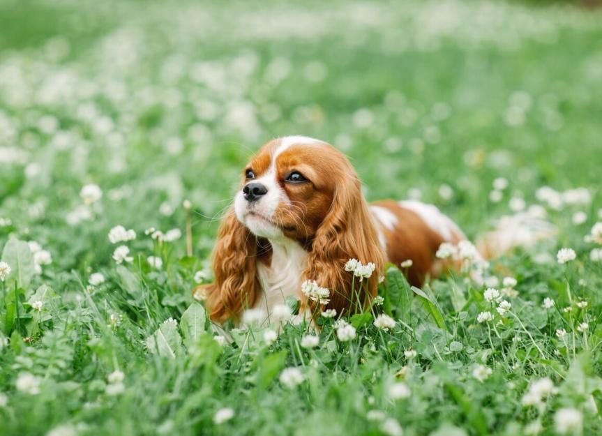 A picture of a dog in a field. 