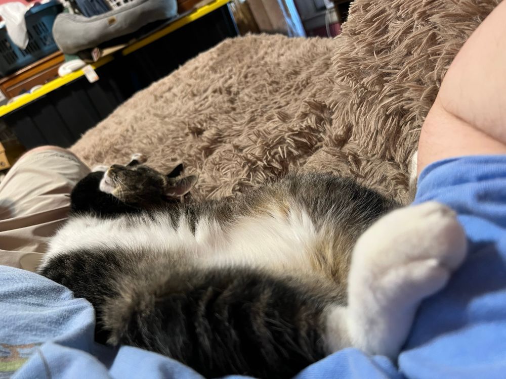 My cat, Auric, stretched out by my side. 