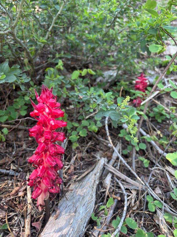 Two pink snow plants against background of greenery
