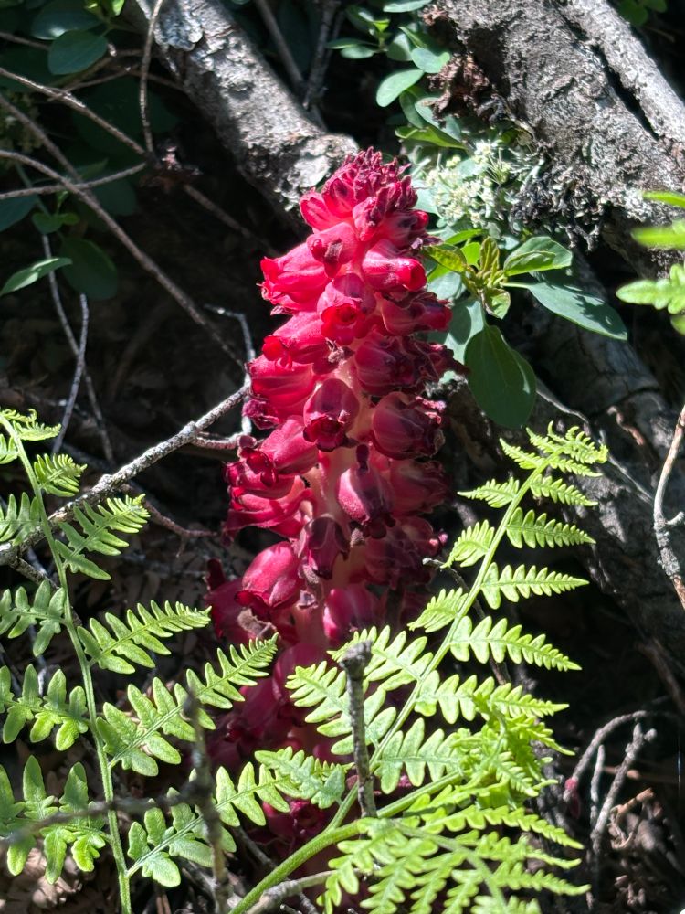 Snow plant and ferns